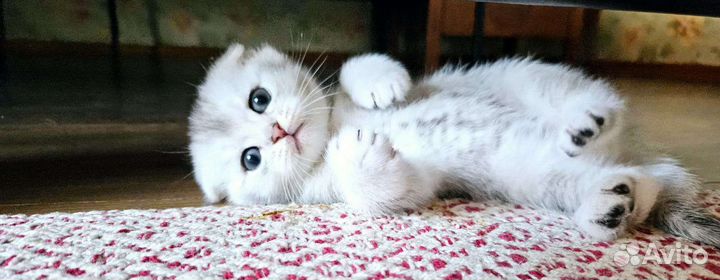 Вислоухие серебристые шиншиллы мальчики и девочки