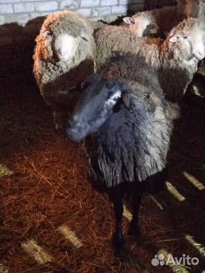 Овцы бараны