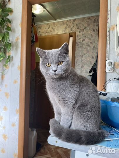 Шотландская кошка вязка