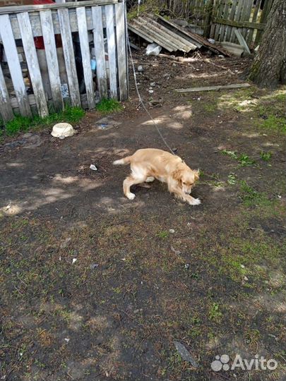 Щенки спаниеля