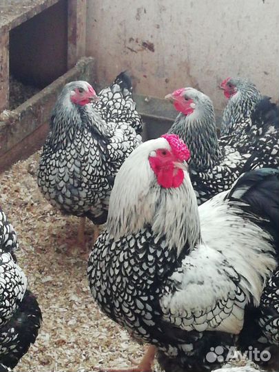 Инкубационное яйцо