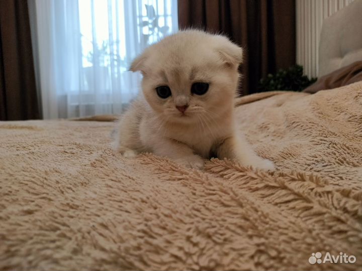 Котята-метисы