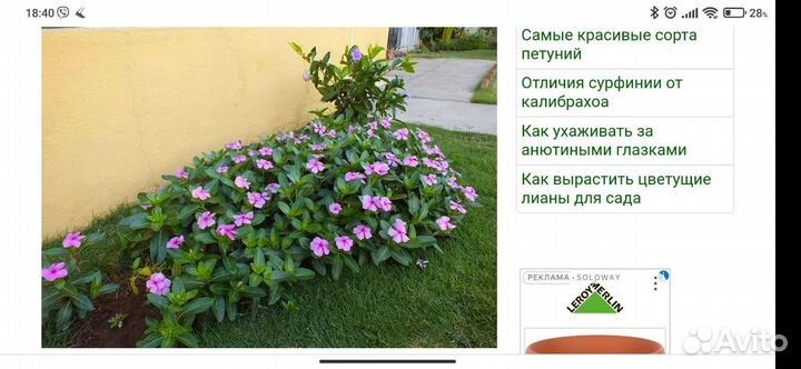 Катарантус, многолетнее, красивоцветущее растение