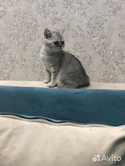 Шотландская кошечка