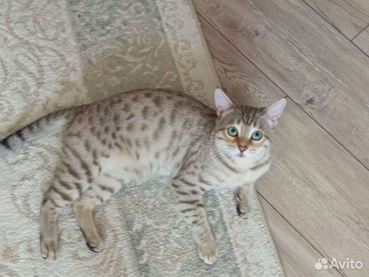 Бенгальский кот вязка