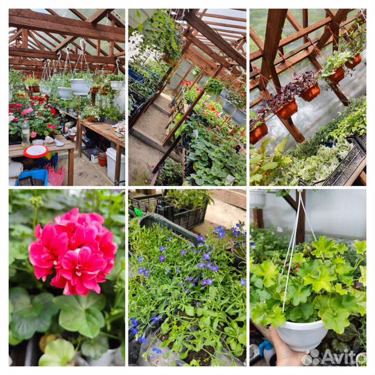 Цветы, саженцы. Питомник