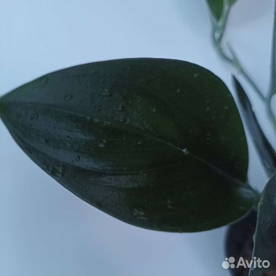 Сциндапсус