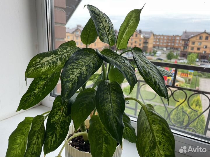 Диффенбахия