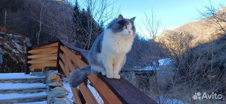 Экскурсии по Кавказу. Домбай.Эльбрус. Чегет. Чегем