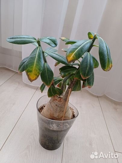 Адениум взрослый