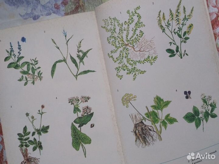 Книга о растениях