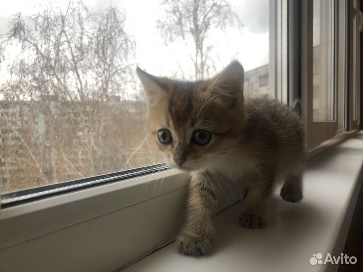 Золотая шиншилла