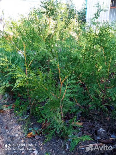 Туя брабант. (окс)