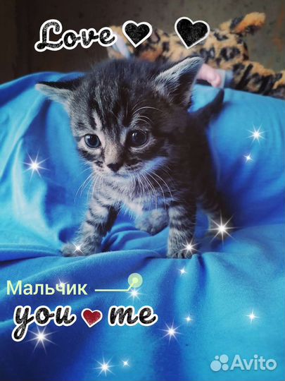 Кошки в добрые руки