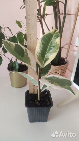 Фикус эластика Тинеке