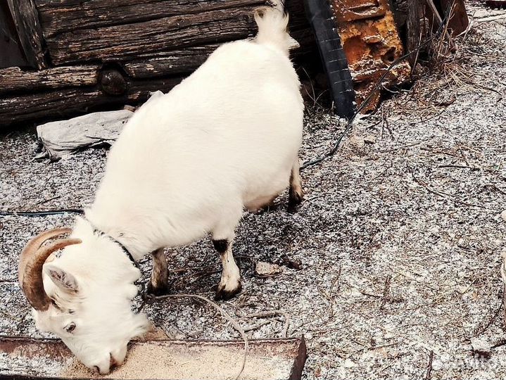 С/х животные