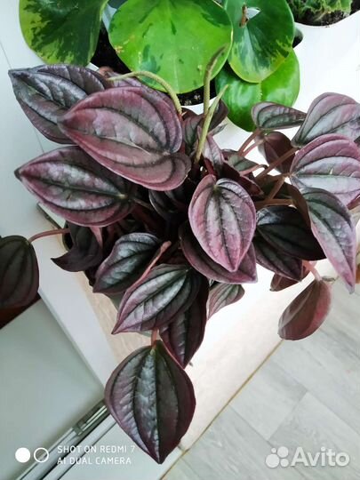 Пеперомия Кайенна