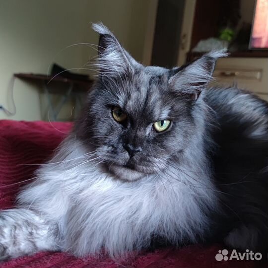 Мейн-кун котик