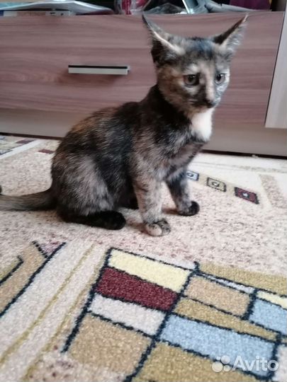 Трехцветная кошка