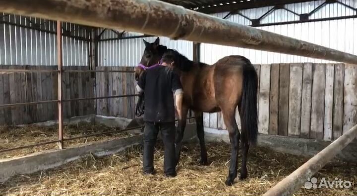 Молодая лошадь тракененской породы