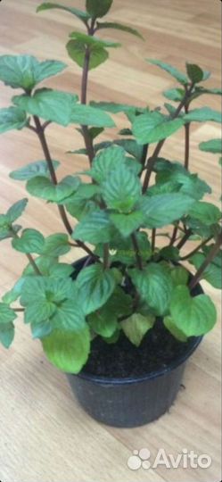 Мята перечная отдам