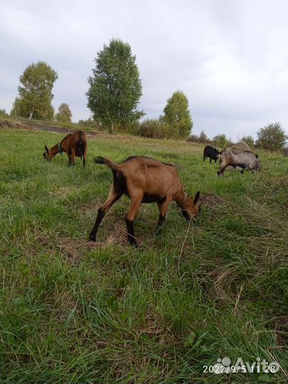 Чешские козы