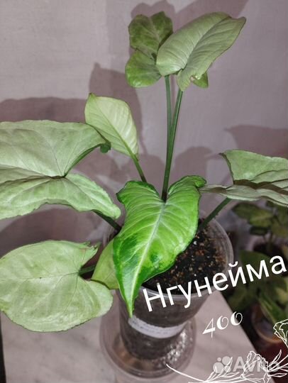 Сингониум манго, батик, брокант