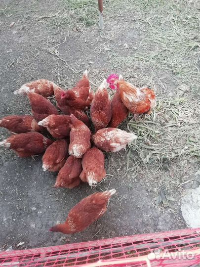 Домашние куриные яйца