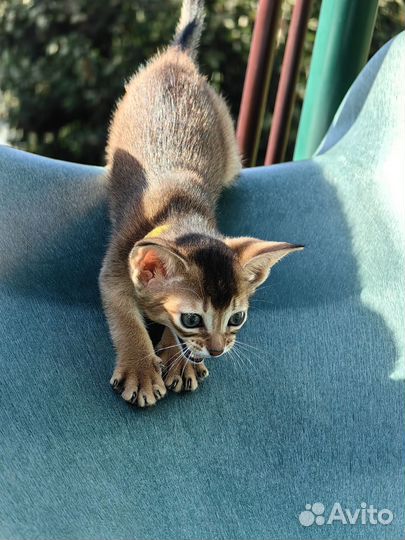 Абиссинские котята