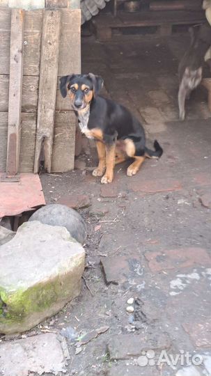 Щенок Мальчик