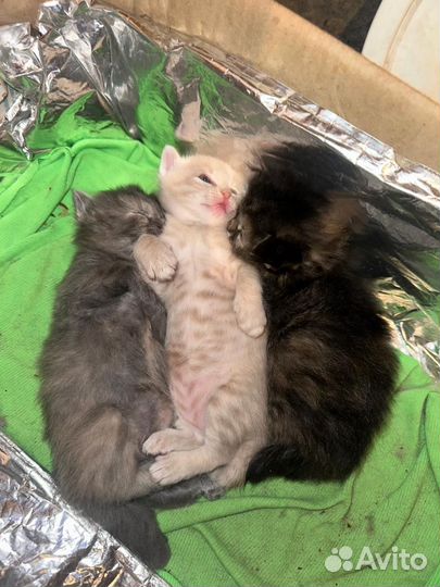 Котята в добрые руки