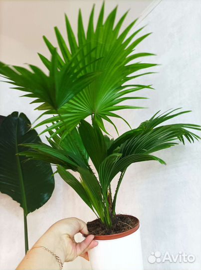 Пальма ливистона, высота 150см