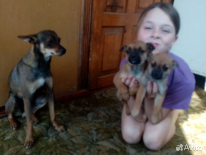 Левретка в добрые руки