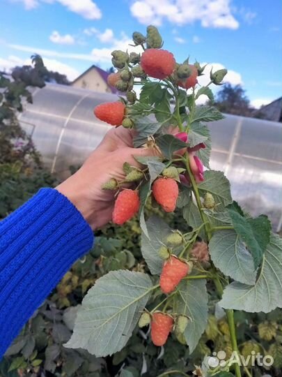 Саженцы малины