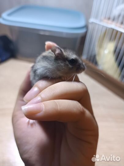 Джунгарские хомяки