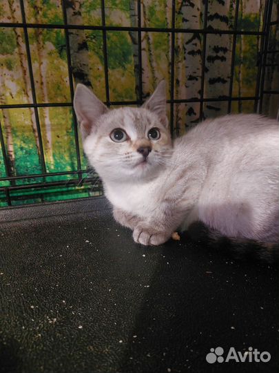 Кошечка Фиона в дар