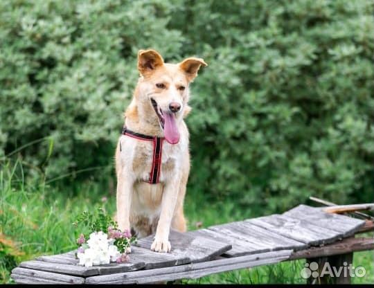 Собака в добрые руки