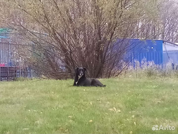 Собаки спасите