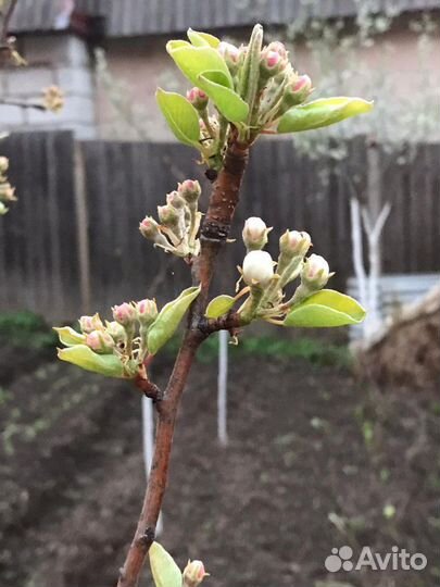 Саженцы большой выбор