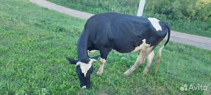 Коровы высокоудойные