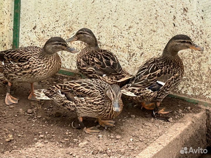 Манные, подсадные утки