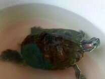 Черепаха морская (красноухая) 12 лет
