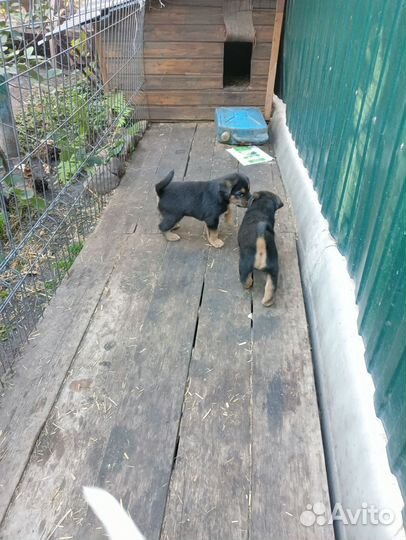 Продаю щенков