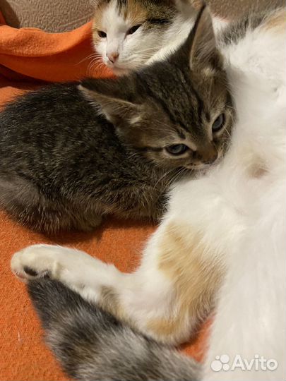 Котята в добрые руки