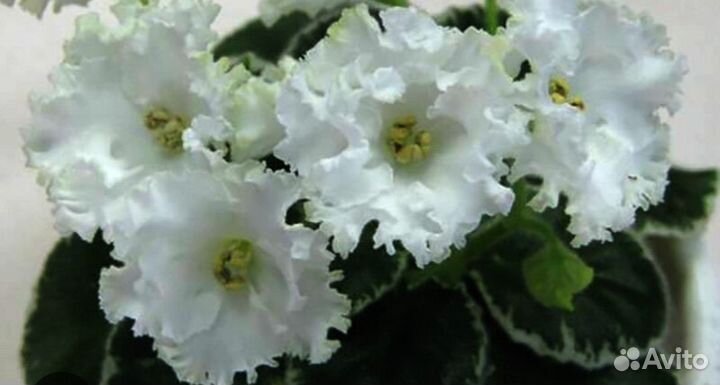 Фиалки мини (часть 2)