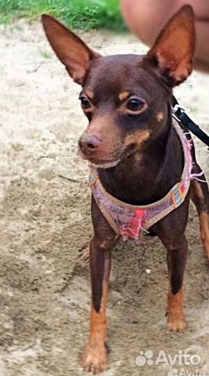 Щенки той-терьер