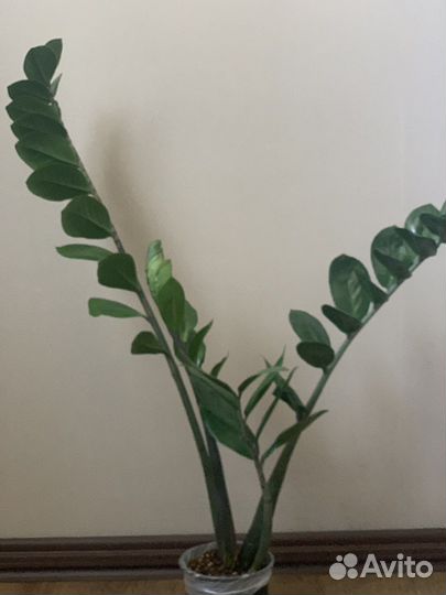 Замиокулькас