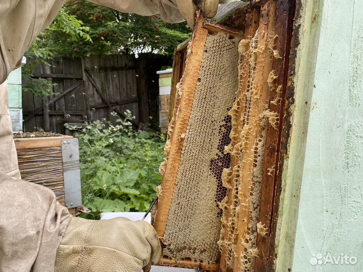 Мед Мёд.Разнотравье. 2023