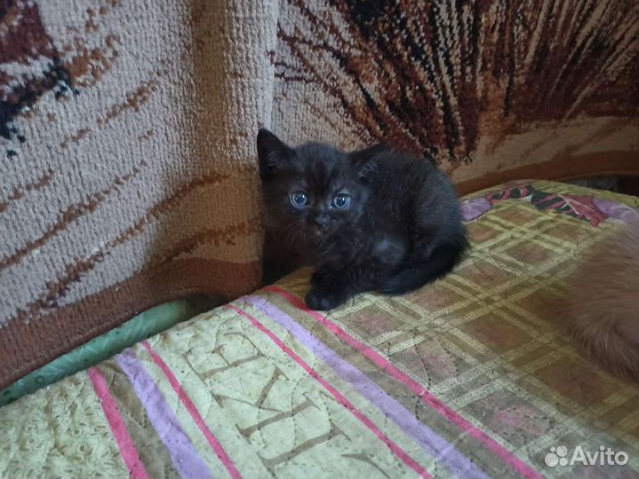 Котятки прямоухие