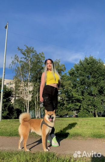 Сиба Ину вязка